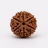 6 mukhi 1