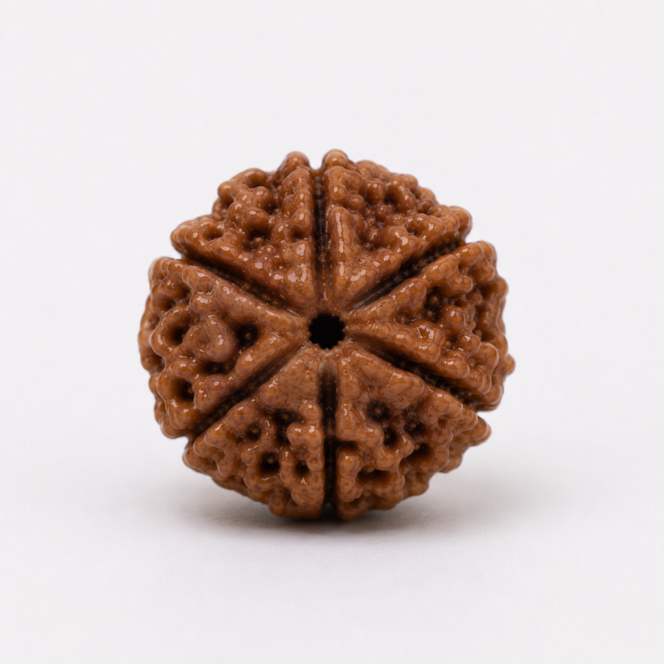 6 Mukhi Rudraksha