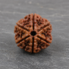 6 mukhi