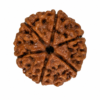 6 mukhi 2