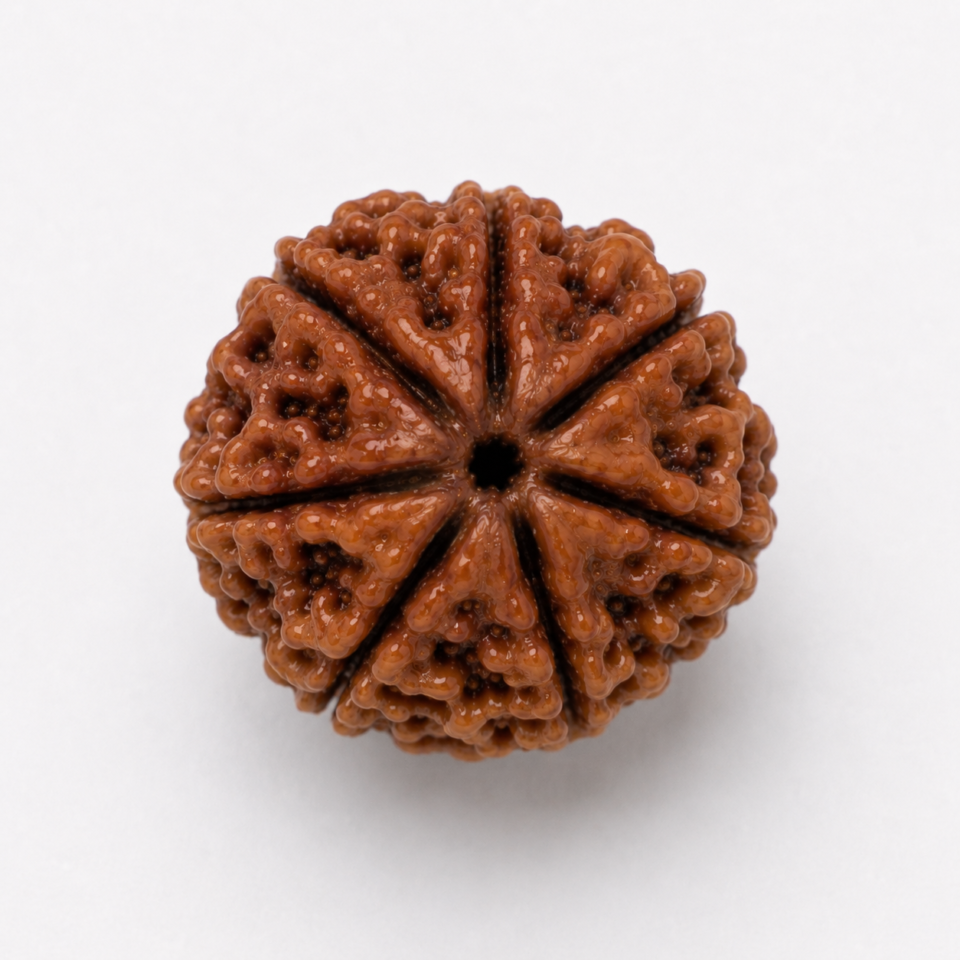 7 Mukhi Rudraksha