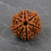 7 mukhi 1