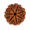 7 mukhi 2