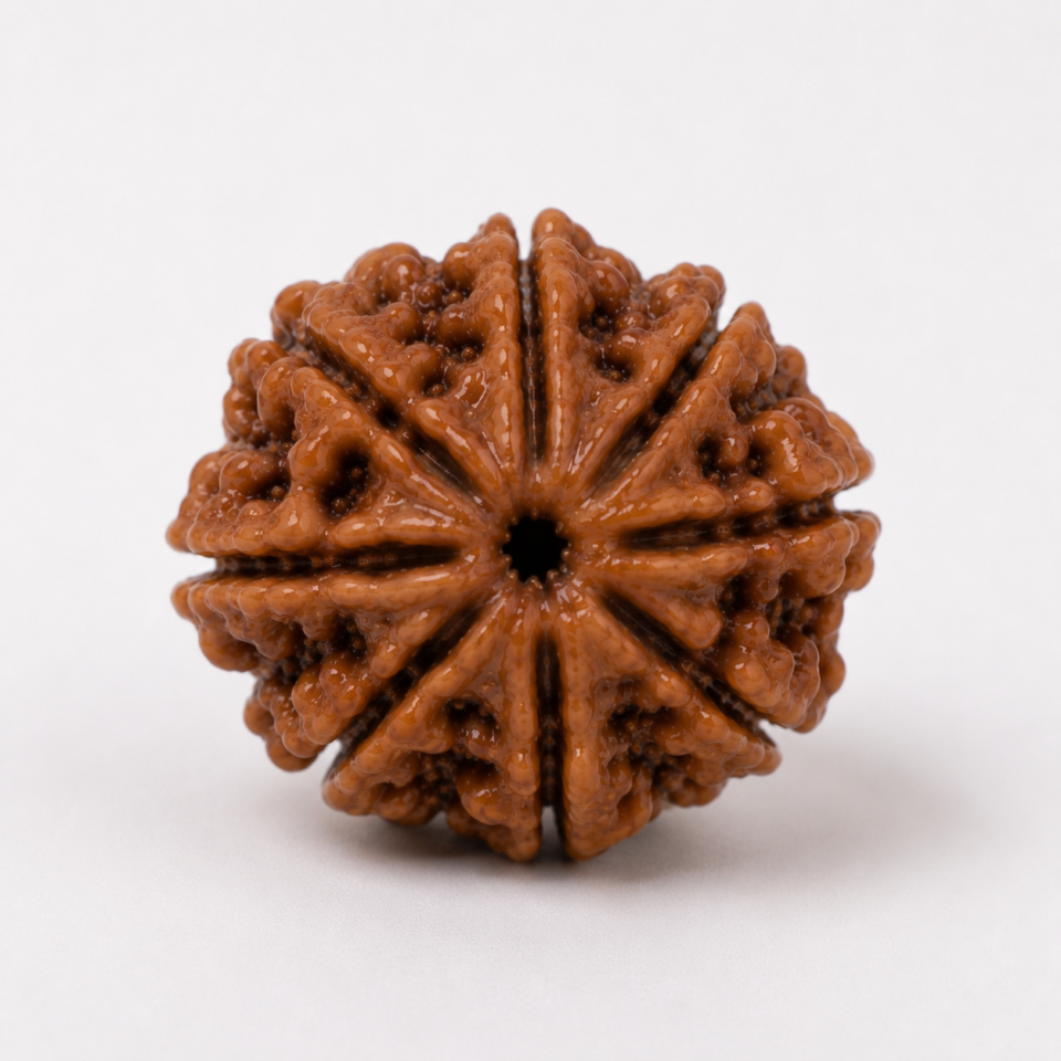 8 Mukhi Rudraksha