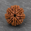 8 mukhi 1