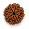8 mukhi 2