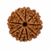 9 mukhi 2