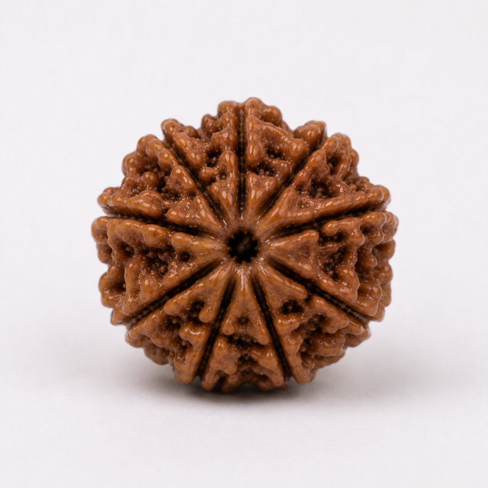 9 Mukhi Rudraksha