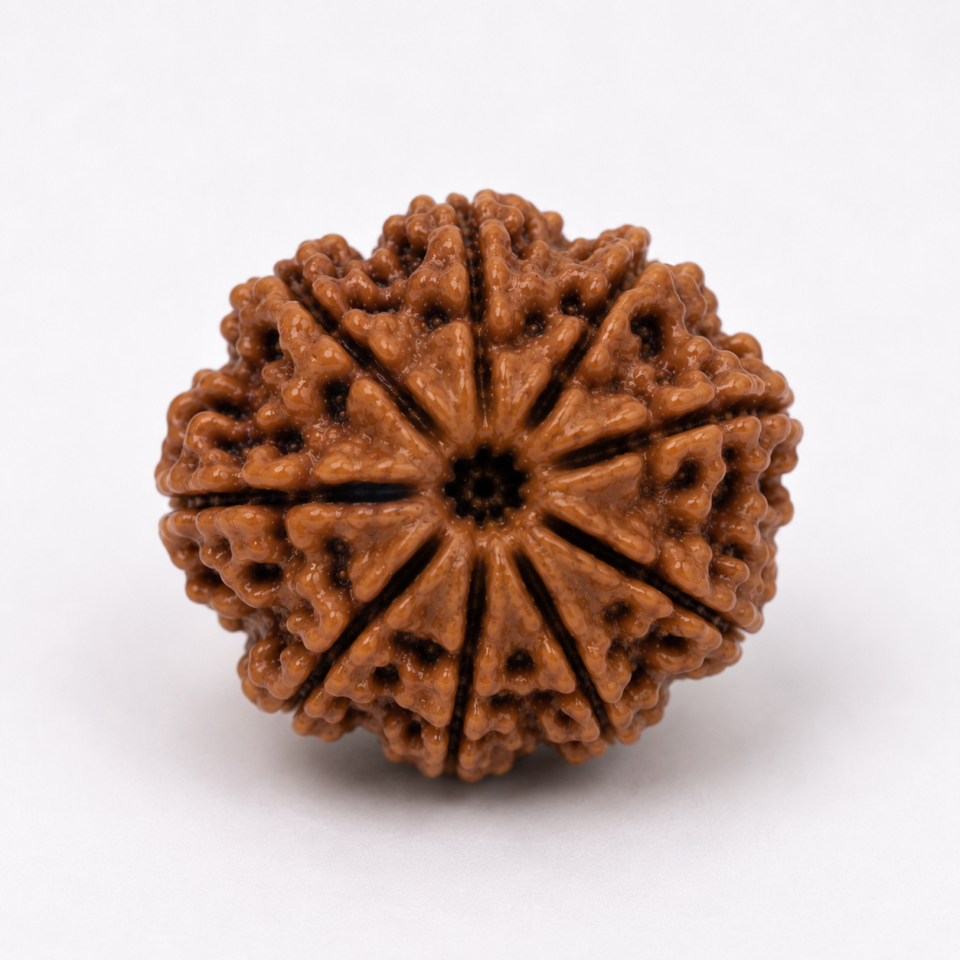 10 Mukhi Rudraksha