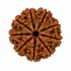 10 mukhi