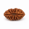 2 mukhi 2