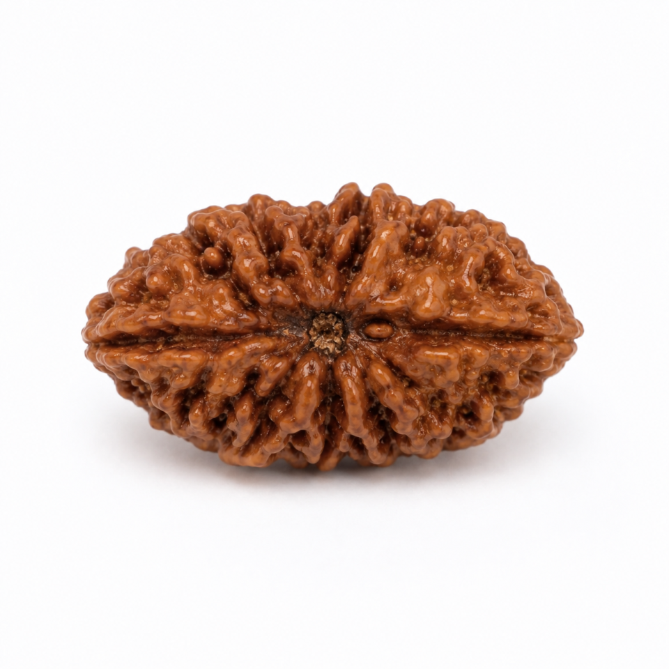 2 Mukhi Rudraksha
