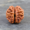 2 mukhi 3