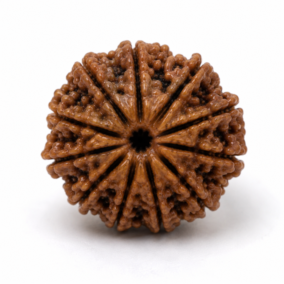 11 Mukhi Rudraksha