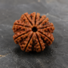 11 mukhi 1
