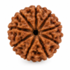 11 mukhi 2