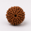 12 mukhi