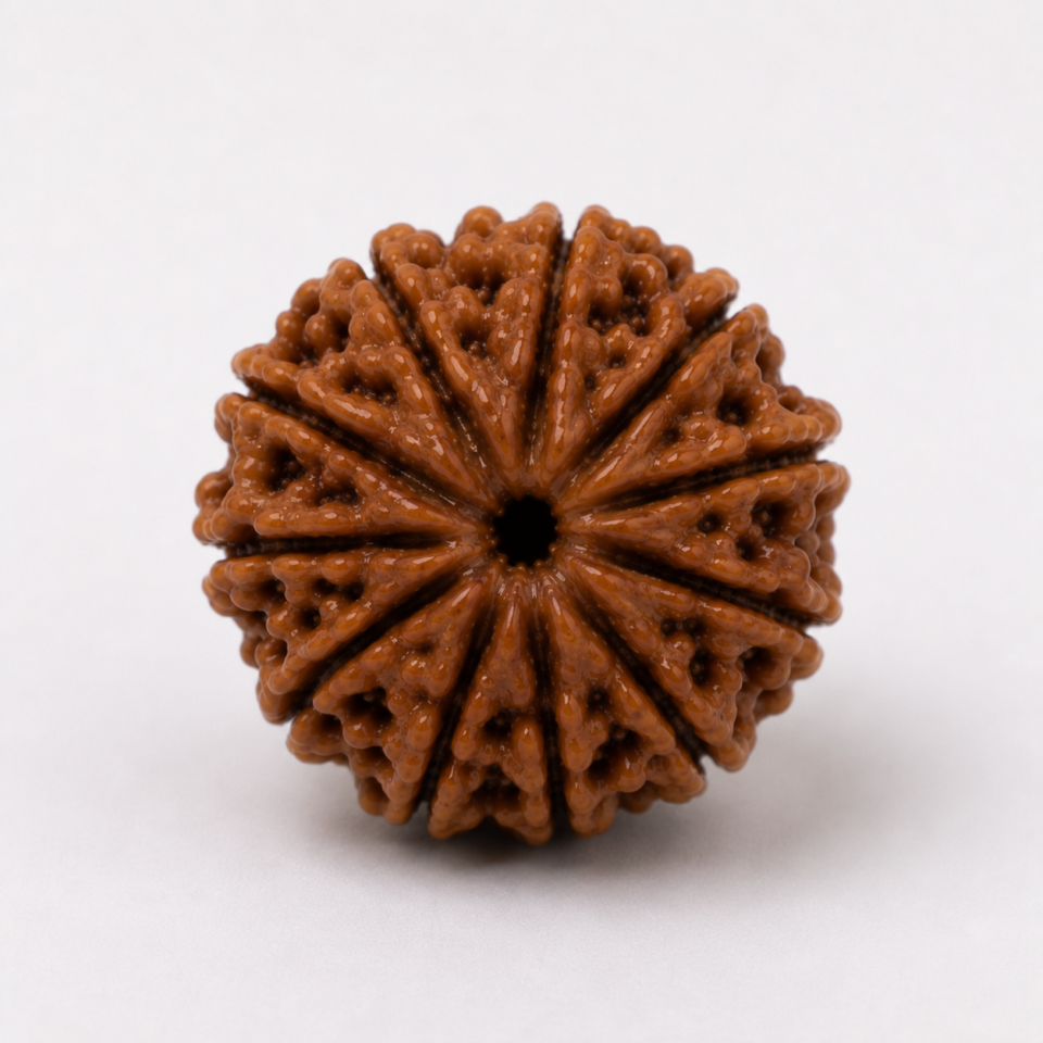 12 Mukhi Rudraksha