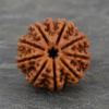 12 mukhi 2