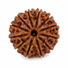 12 mukhi 1