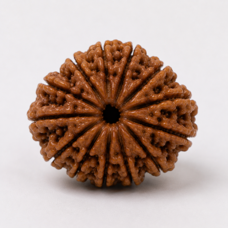 13 Mukhi Rudraksha