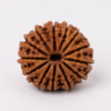 14 mukhi