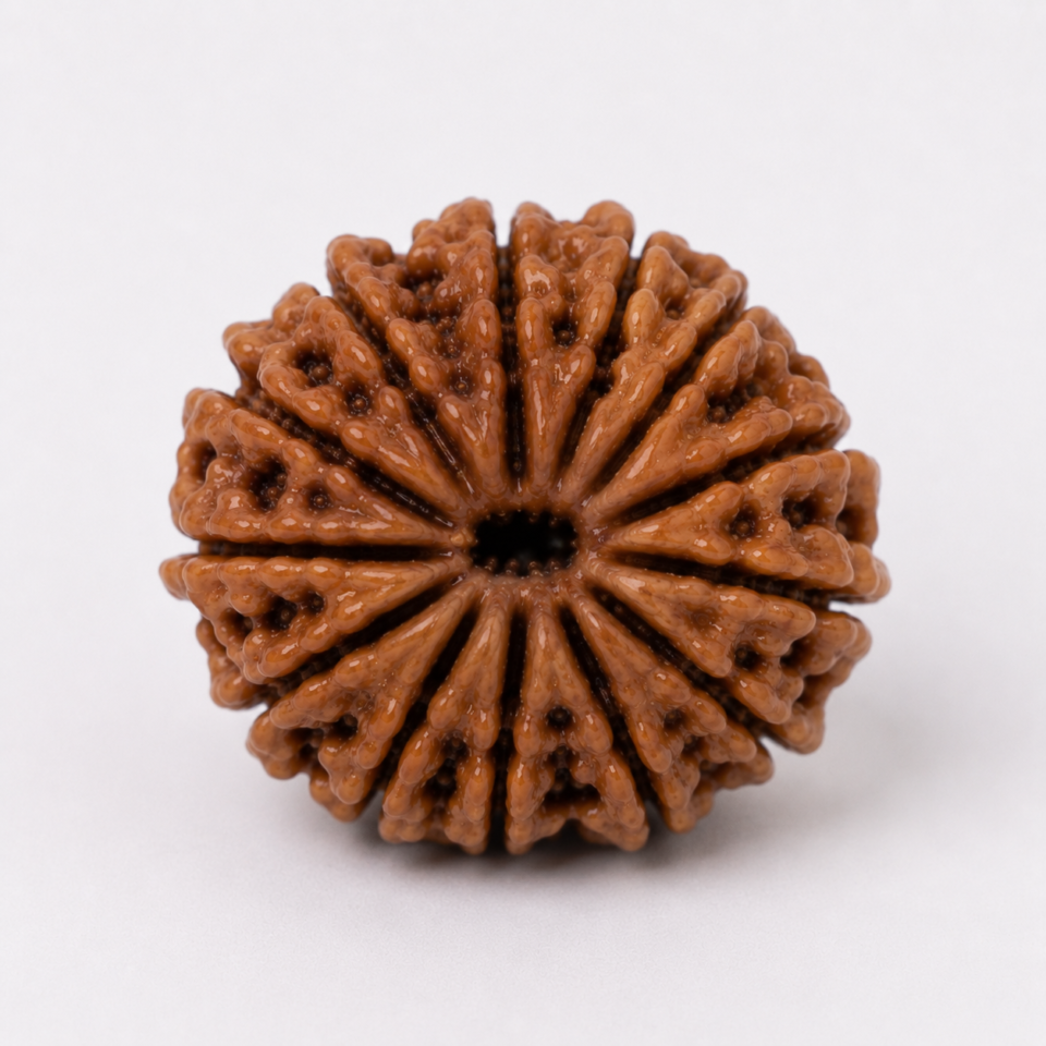14 Mukhi Rudraksha