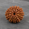 14 mukhi 1