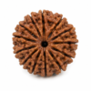 14 mukhi 2