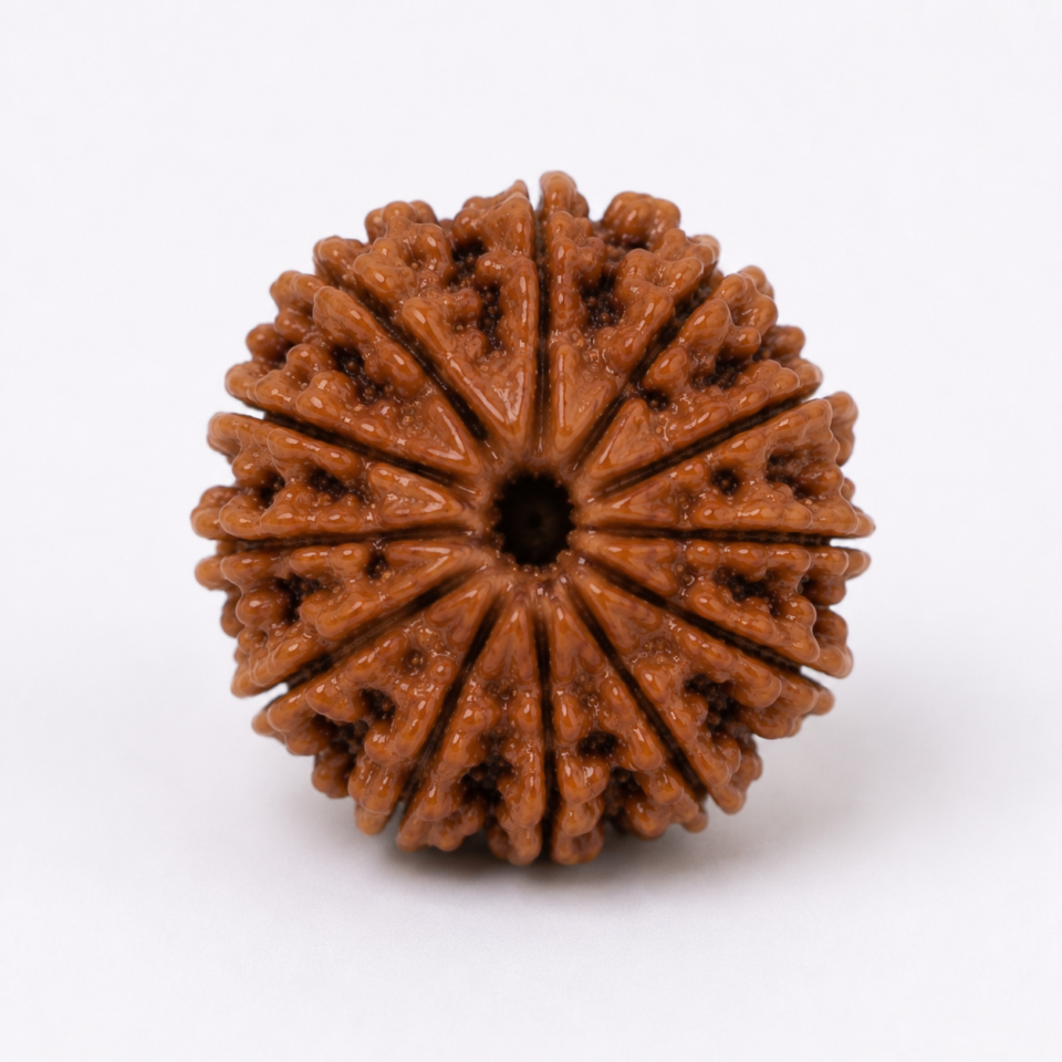 15 Mukhi Rudraksha