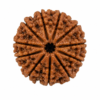 15 mukhi 2
