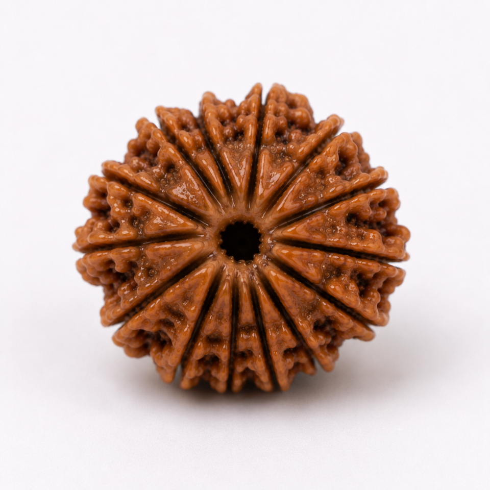 16 Mukhi Rudraksha