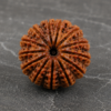 16 mukhi 1