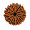 16 mukhi 2