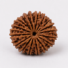 17 mukhi
