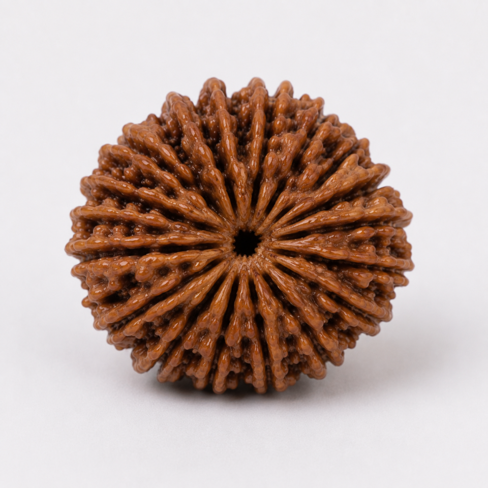 17 Mukhi Rudraksha
