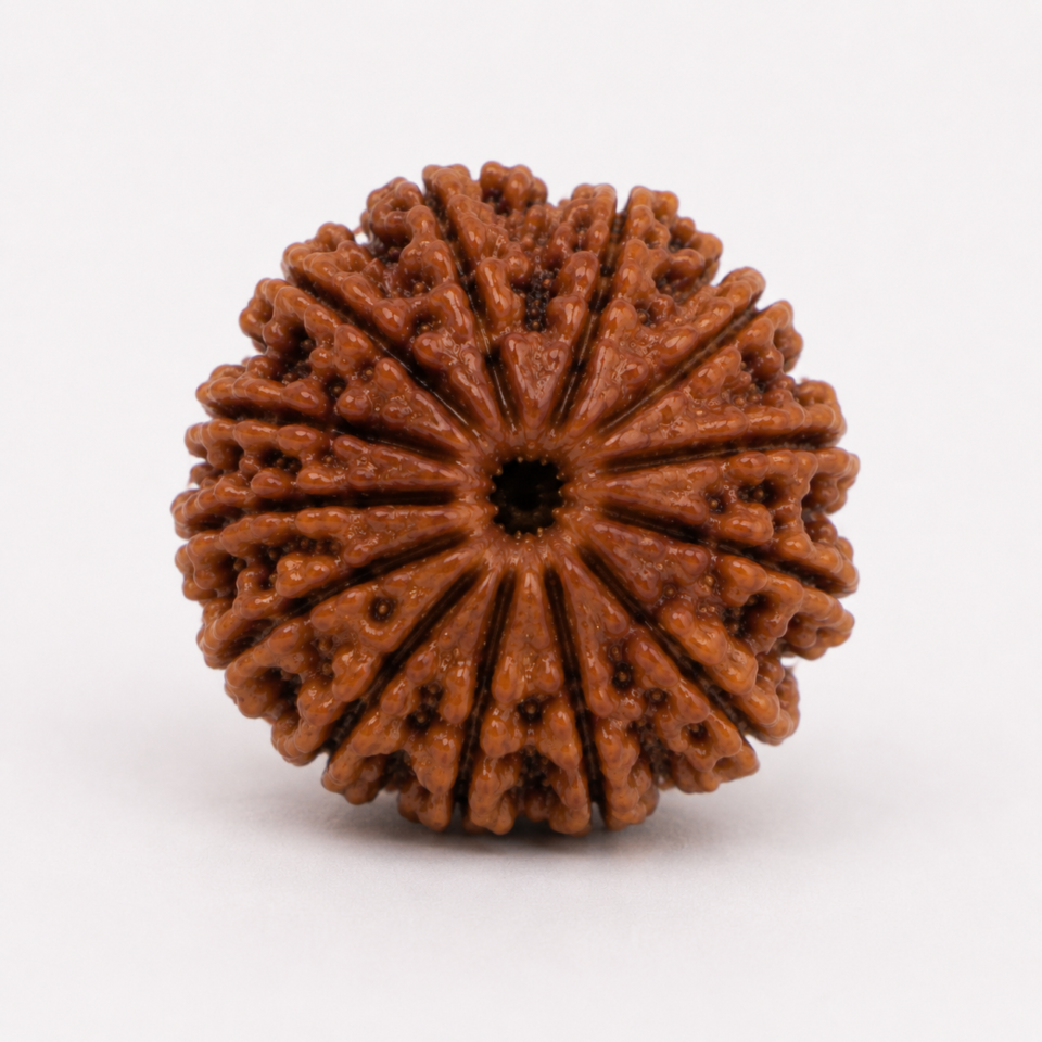 18 Mukhi Rudraksha
