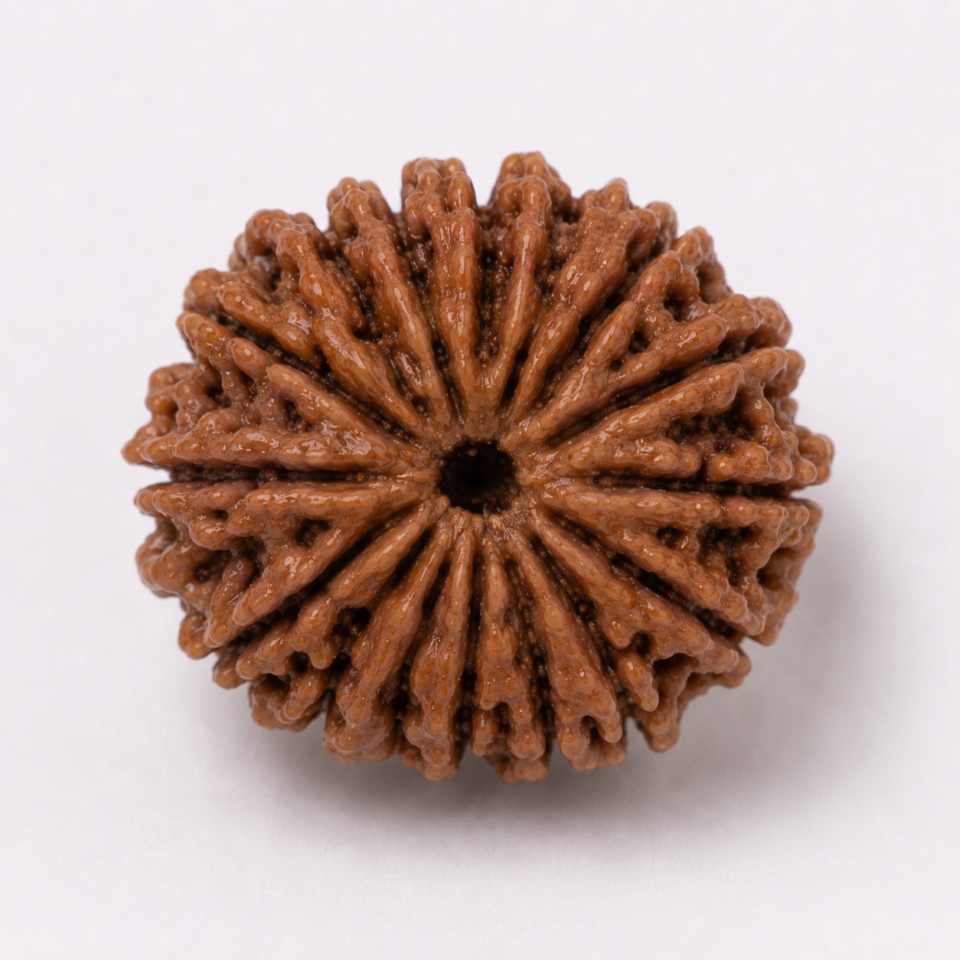 19 Mukhi Rudraksha