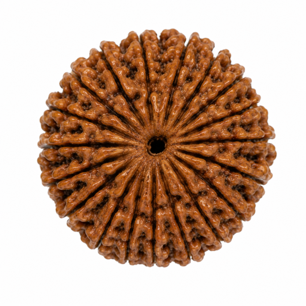 19 mukhi 2