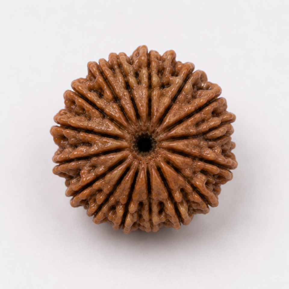 21 Mukhi Rudraksha