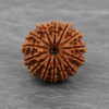 21 mukhi 1