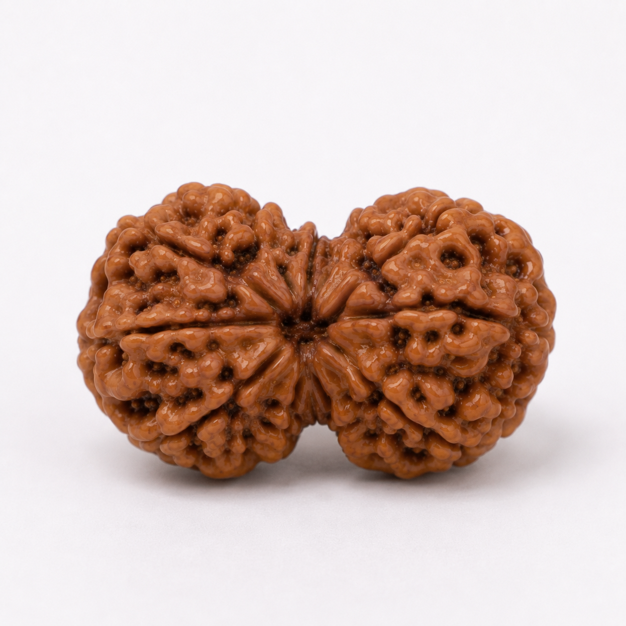 Gauri Shankar Rudraksha