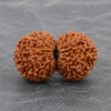 Gauri Shankar Rudraksha 1