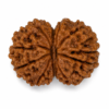 Gauri Shankar Rudraksha 2