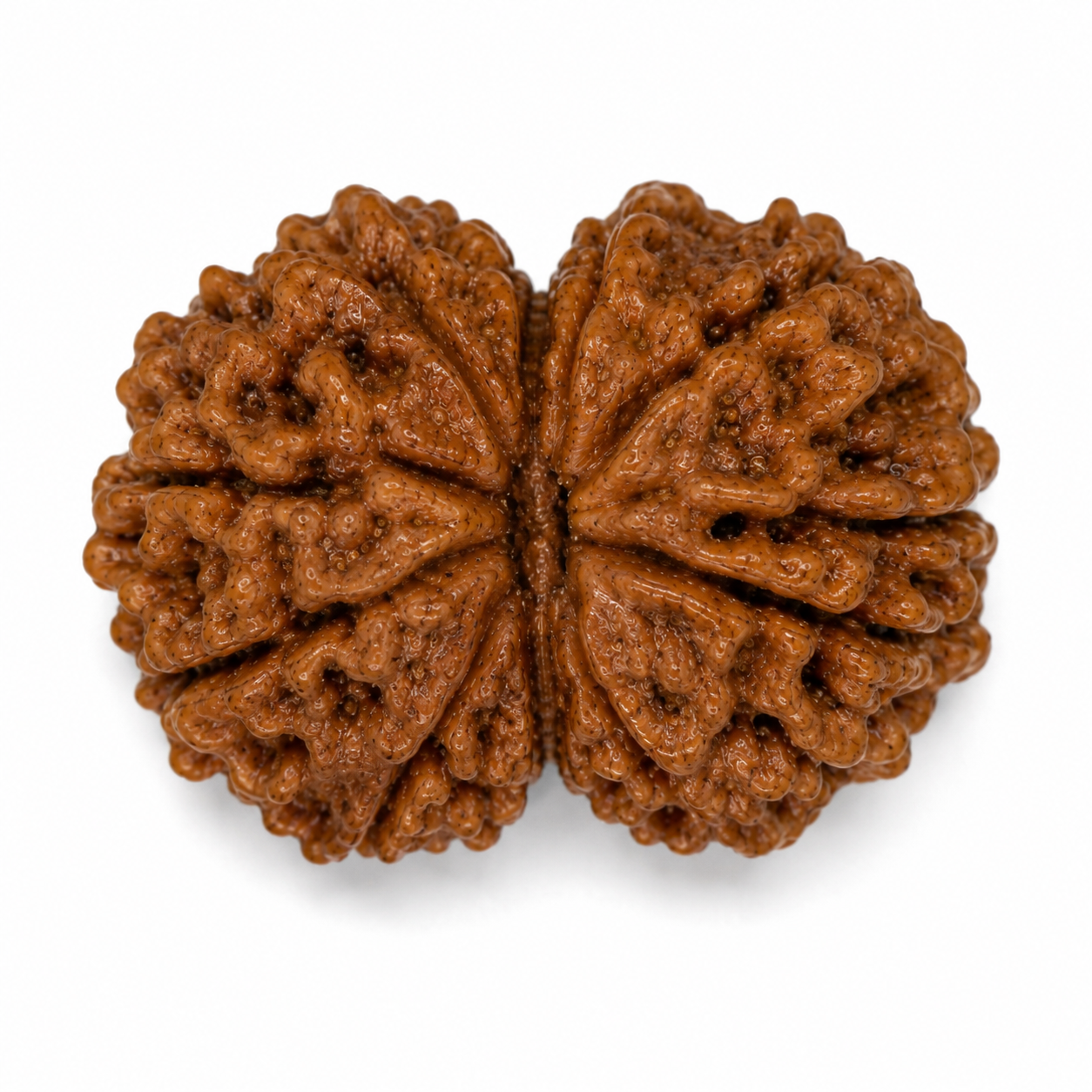 Gauri Shankar Rudraksha 2