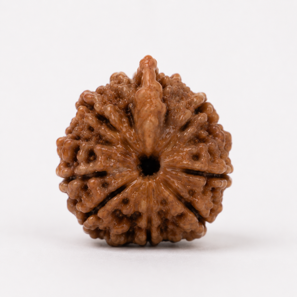 Ganesha Rudraksha
