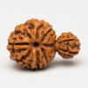 Special Rudraksha