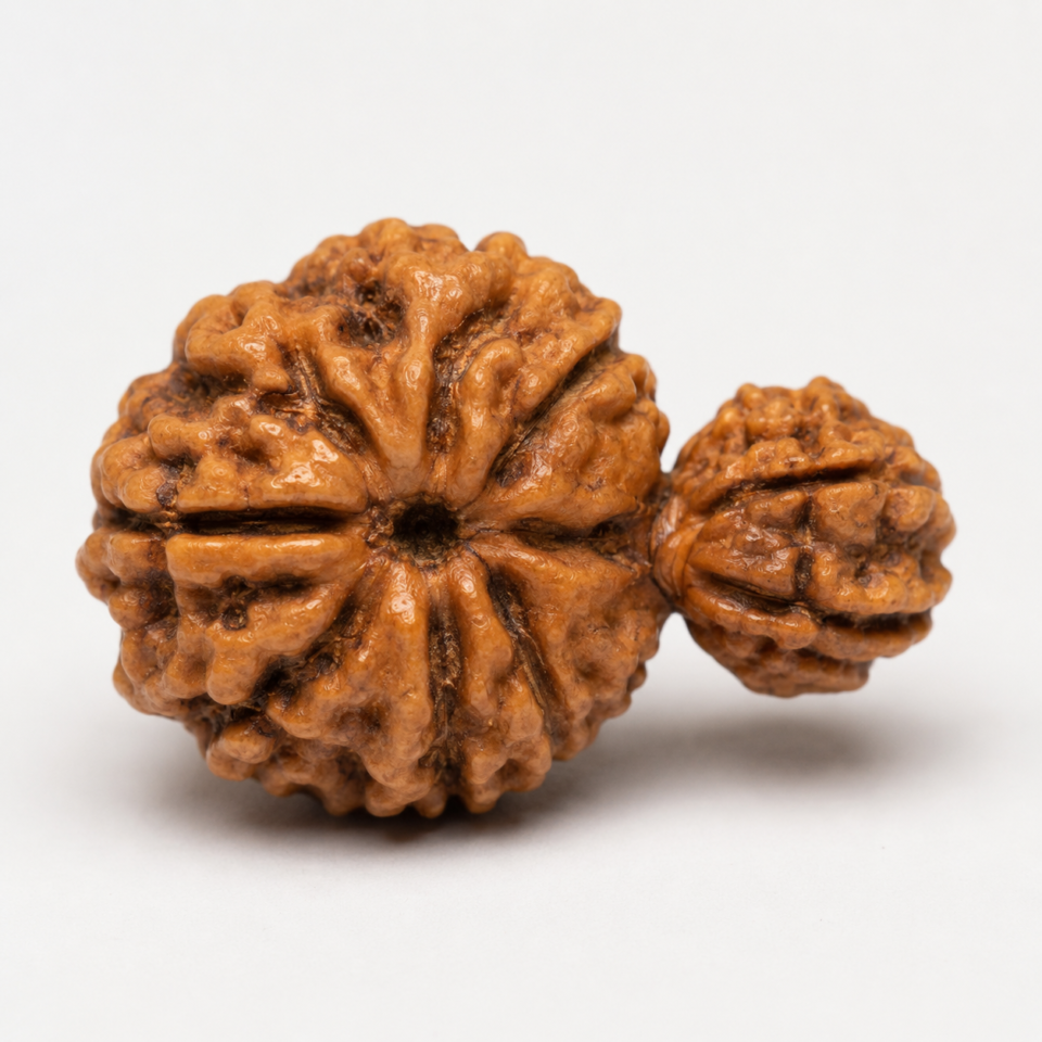 Garbh Gauri Rudraksha