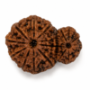 Garbh Gauri Rudraksha 2