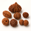 Rudraksha by Mukhi